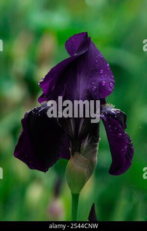 Gros plan d'une fleur d'iris violette vibrante avec des pétales détaillés et des textures naturelles Banque D'Images
