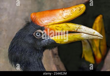 Vue rapprochée latérale d'un Hornbill de rhinocéros (rhinocéros de Buceros) Banque D'Images