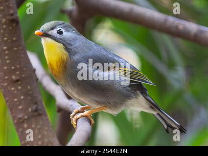 Vue rapprochée d'un Pekin Nightingale (Leiothrix lutea) Banque D'Images