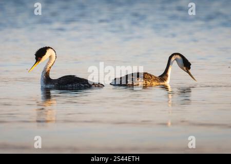 Le comportement de couple du grèbe occidental (Aechmophorus occidentalis) photographié à Eagle Lake, dans le comté de Lassen en Californie, dans une lumière matinale chaude Banque D'Images
