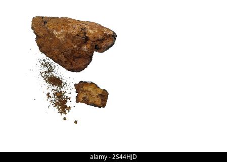 Chaga Healing Mushroom morceaux isolés sur un fond blanc. superaliment pour faire du chagaccino Banque D'Images