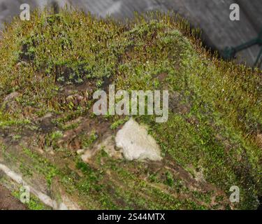 Gros plan d'un rocher presque entièrement recouvert de mousse, avec de minuscules gouttes de rosée sur chaque tige. Banque D'Images