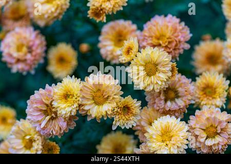 Bush de chrysanthèmes jaunes dans une pépinière ou un jardin. Fond floral jaune. Fermez les fleurs jaunes Banque D'Images