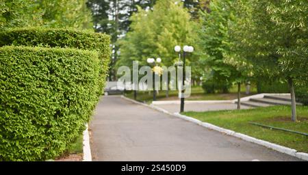sentier pédestre et buissons manucurés Banque D'Images