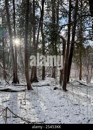 Scène forestière en hiver. Plancher forestier couvert de neige avec de grands arbres et le soleil, bas dans le ciel brille à travers les arbres. Pas de personnes, copiez l'espace. Banque D'Images