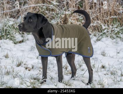 Labrador portant un manteau Sporting Saint Banque D'Images