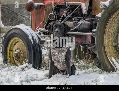 Labrador portant un manteau Sporting Saint Banque D'Images