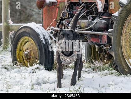 Labrador portant un manteau Sporting Saint Banque D'Images