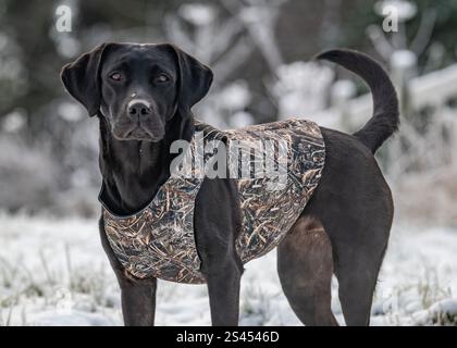 Labrador portant un manteau Sporting Saint Banque D'Images