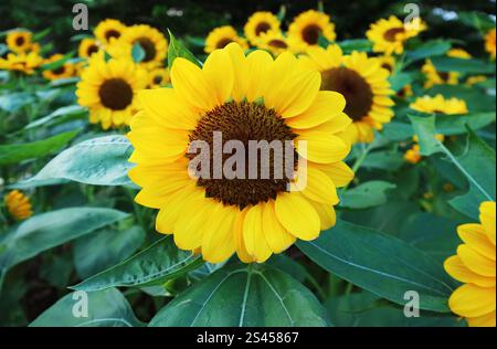 Des tournesols jaunes éclatants qui fleurissent dans le champ Banque D'Images