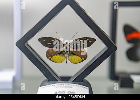 L'image affiche un spécimen de papillon monté à l'intérieur d'une vitrine le papillon, avec un corps rayé et des ailes colorées brun, jaune, noir, est open-wi Banque D'Images
