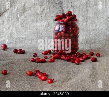 Représentés sont des hanches roses rouges dans un pot transparent sur toile de jute. Banque D'Images