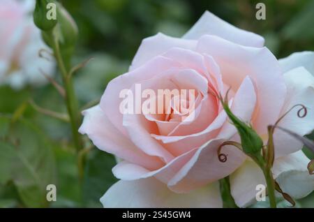 Rose Chandos Beauty ('Harmisty'PBR) dans un jardin, été, Londres, Royaume-Uni. Lauréat du RHS Award of Garden Merit et du UK Rose Growers Gold. Banque D'Images