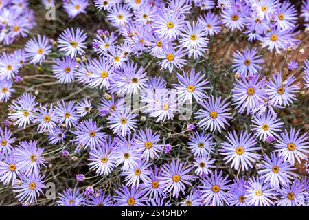 Belles fleurs sauvages le long du sentier Watchman à Zion National Parl. Banque D'Images