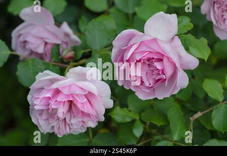 Femme de ménage Marion (Austobias) Rose arbuste anglaise élevée par David Austin. Nommé d'après le compagnon du mythique héros Robin des bois de Sherwood Forest. Banque D'Images