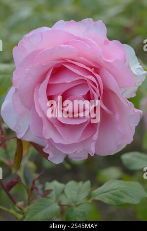 Rose rose simple appelé Rosa Westminster Pink ('Fryamour'PBR) dans un jardin. Banque D'Images