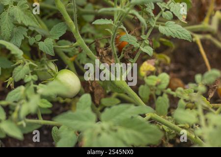 Tomate sur la vigne poussant dans le jardin Banque D'Images