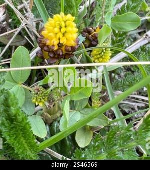 Trèfle marron (Trifolium spadiceum) Banque D'Images