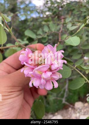 Criquet pèlerin du Nouveau-Mexique (Robinia neomexicana) Banque D'Images