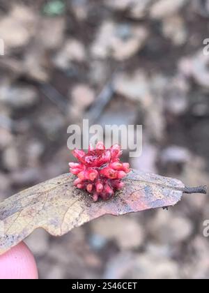 Guêpe aux galles d'oursin (Cynips quercusechinus) Banque D'Images