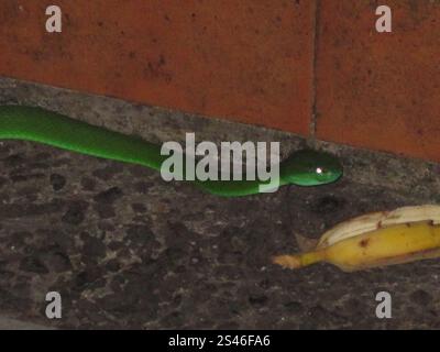 Pitviper des îles à lèvres blanches (Trimeresurus insularis) Banque D'Images