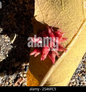 Guêpe aux galles d'oursin (Cynips quercusechinus) Banque D'Images