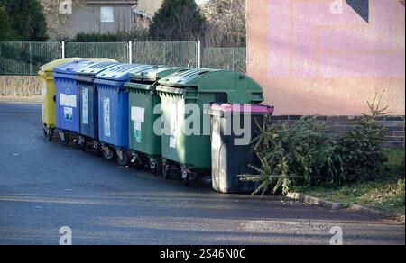 De vrais sapins de Noël non décorés jetés à côté de conteneurs en plastique colorés pour les déchets triés dans la rue en République tchèque. Banque D'Images