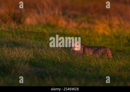 Chat sauvage européen (Felis silvestris), adulte au milieu de l'herbe avec une belle lumière de l'heure d'or de Roumanie Banque D'Images