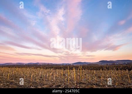 Beaux nuages roses au coucher du soleil sur un champ de chaume en Transylvanie rurale, centre de la Roumanie Banque D'Images