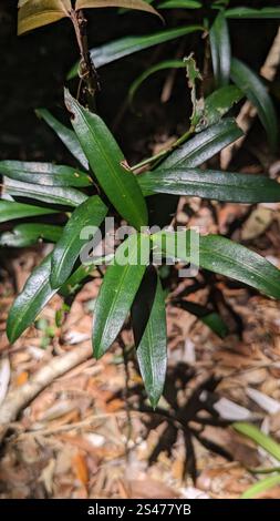 PIN prune (Podocarpus elatus) Banque D'Images