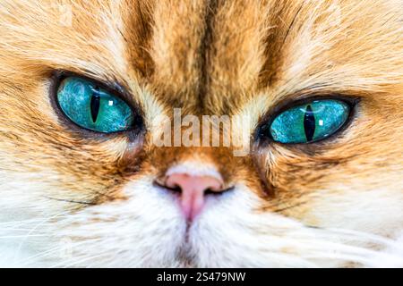 Gros plan du visage d'un Cheeky British Longhair Banque D'Images