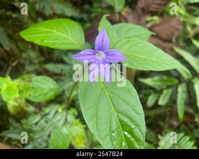 Fleur d'améthyste (Browallia speciosa) Banque D'Images