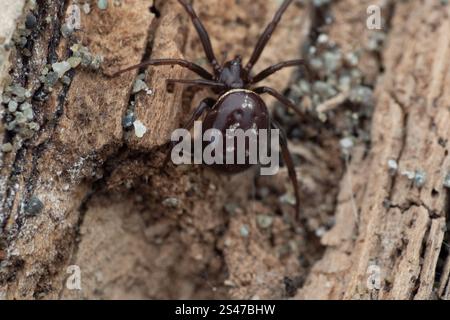 Araignée noire en toile de Cobalt (Steatoda capensis) Banque D'Images