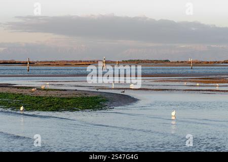 Troupeau de mouettes au coucher du soleil dans le lagon de Grado (Italie), perché sur les eaux calmes et peu profondes, dans un cadre suggestif de couleurs chaudes et de reflets Banque D'Images