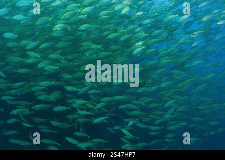 Grande école de poissons rayés connu sous le nom de Salema, Salpa, Salema Porgy, mer Méditerranée, Benidorm, Espagne Banque D'Images