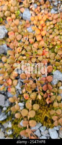 Willowherb de Nouvelle-Zélande (Epilobium brunnescens) Banque D'Images