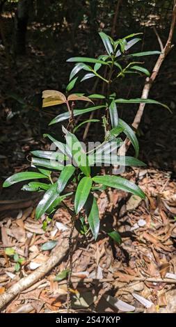 PIN prune (Podocarpus elatus) Banque D'Images