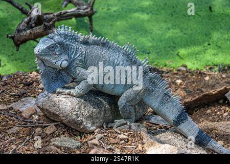 L'iguane vert, également connu comme l'iguane américain ou l'iguane vert commun, est une grande espèce arboricole, principalement herbivore de lézard o Banque D'Images