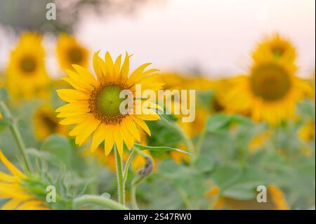Beau tournesol fleuri. Mise au point sélective. Banque D'Images