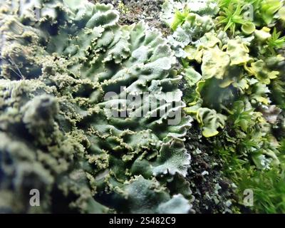 Lichen givré gris (Physconia grisea) Banque D'Images