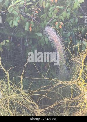 Cactus globulaires, cactus clair de lune, cactus torche et alliés (Cactoideae) Banque D'Images