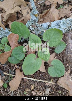 Calotte crânienne à feuilles de cœur (Scutellaria ovata) Banque D'Images