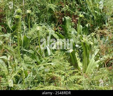 Lys géant d'ananas (Eucomis pallidiflora) Banque D'Images