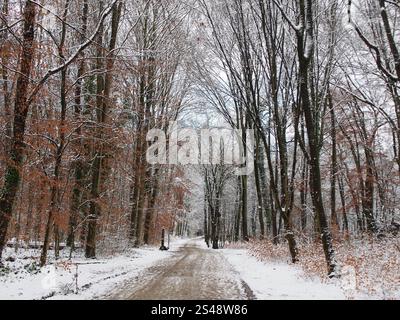 Paysage forestier enneigé dans la forêt de Kottenforst à Bonn, Allemagne en janvier Banque D'Images