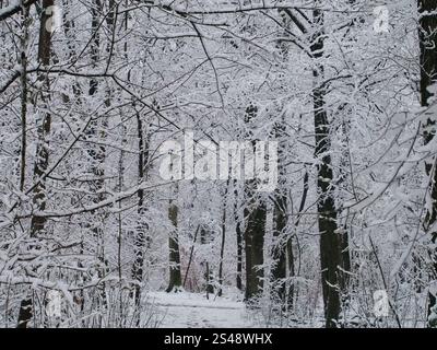 Paysage forestier enneigé dans la forêt de Kottenforst à Bonn, Allemagne en janvier Banque D'Images