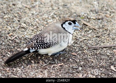 Finlandais à double barreau (Stizoptera bichenovii) Banque D'Images