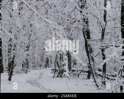 Sentier pédestre de la forêt enneigée dans la forêt de Kottenforst à Bonn, Allemagne en janvier Banque D'Images