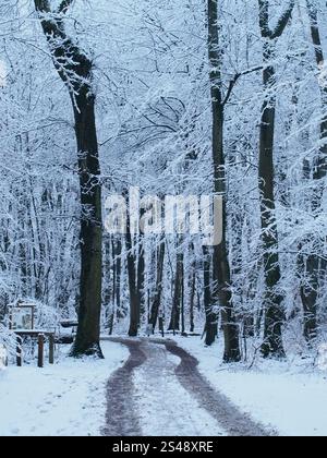 Plan vertical d'arbres enneigés dans la forêt de Kottenforst à Bonn, Allemagne, en janvier Banque D'Images