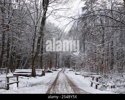 Paysage forestier enneigé avec des grumes dans la forêt de Kottenforst à Bonn, Allemagne en janvier Banque D'Images