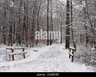 Sentier pédestre de la forêt enneigée dans la forêt de Kottenforst à Bonn, Allemagne en janvier Banque D'Images